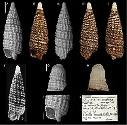 Euthymella leucocephala.