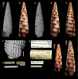 Nototriphora decorata.