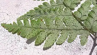 Description de l'image Triplophyllum hirsutum (Holttum) J.Prado & R.C.Moran (8334510240).jpg.