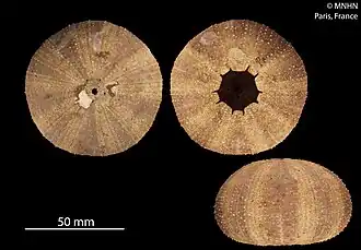 Tripneustes gratilla (Toxopneustidae)