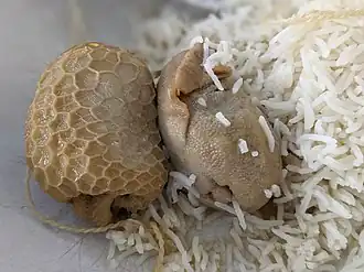 Image illustrative de l’article Tripou