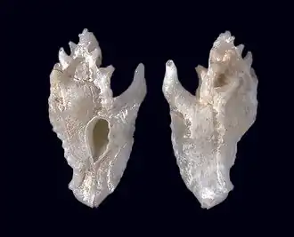 Description de l'image Tripterotyphis tenuis (MNHN-IM-2000-35167).jpeg.