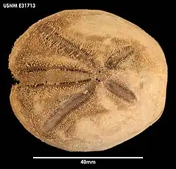 Tripylaster philippi.