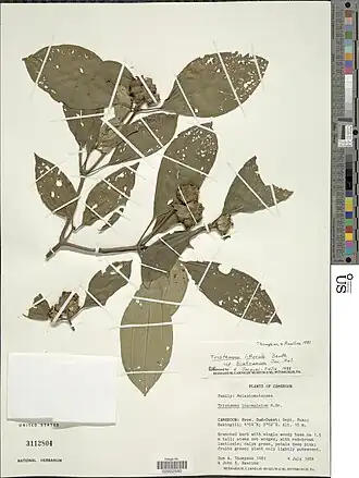 Tristemma littorale.