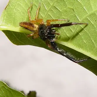 Description de cette image, également commentée ci-après