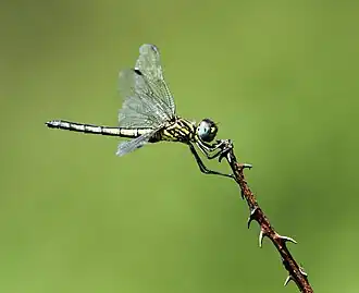 Description de cette image, également commentée ci-après
