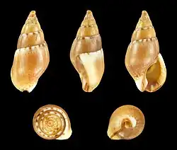 Tritia corniculum var. minor