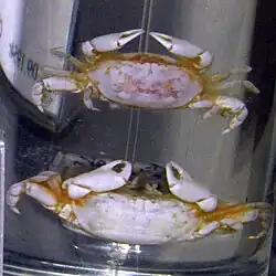 Tritodynamia rathbunae