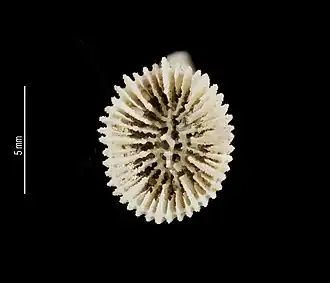 Description de l'image Trochocyathus apertus (MNHN-IK-2009-1689) 002.jpeg.