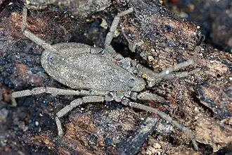 Description de l'image Trogulus pyrenaicus.jpg.