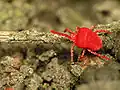 Trombidium holosericeum (Trombidiidae)