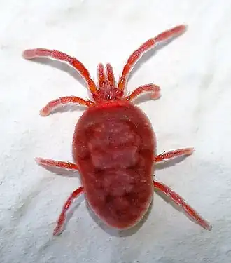Trombidium holosericeum.
