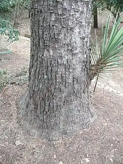 Base du stipe d'un Yucca filifera