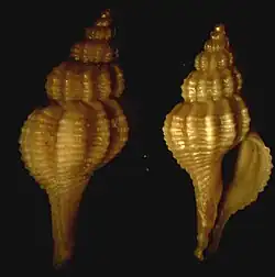 Trophonopsis muricata.