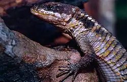 Lézard à queue épineuse d'Afrique de l'Est.
