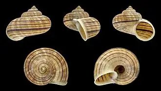 Tropidophora tricarinata obsoleta