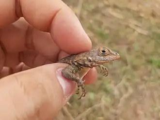 Description de l'image Tropidurus erythrocephalus 244091237.jpeg.