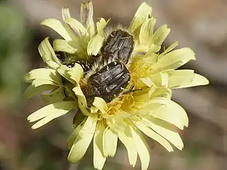 Description de l'image Tropinota hirta.jpg.