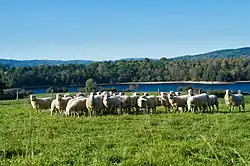  IGP Agneau du Limousin