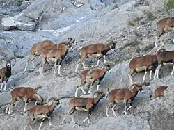 troupeau mouflons Alpes