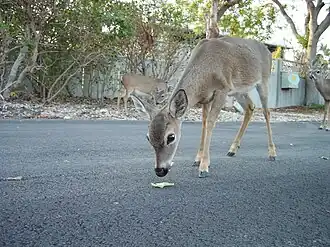 Cerf des Keys sur No Name Key.