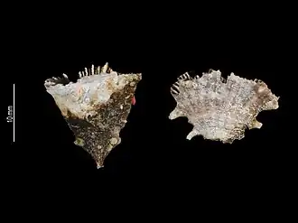 Description de l'image Truncatoflabellum mortenseni (MNHN-IK-2009-1709) 002.jpeg.