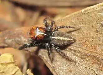 Description de l'image Trydarssus nobilitatus cropped.jpg.