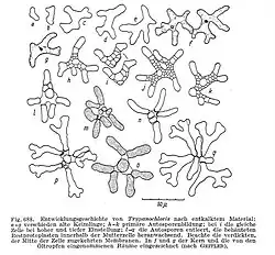 Chronologie du développement de Trypanochloris.