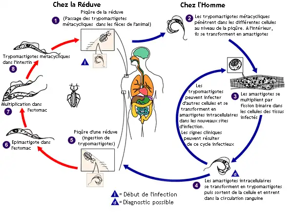 Cycle de vie de Trypanosoma cruzi. Source : CDC