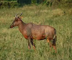 Delta de l'Okavango, Botswana.
