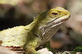 Un Sphénodon ponctué