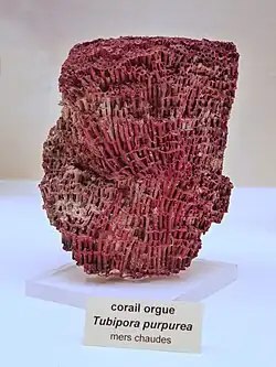 Tubipora musica, un Tubiporidae.