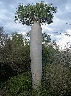 Pachypodium