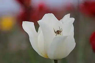 Spécimen blanc, lac Manytch-Goudilo.