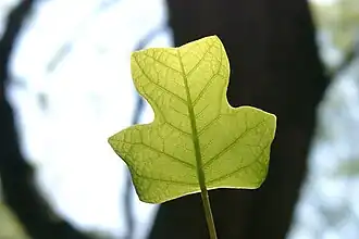 Feuille de tulipier de Virginie.