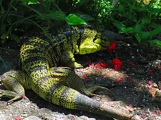 Description de l'image Tupinambis cryptus.jpg.