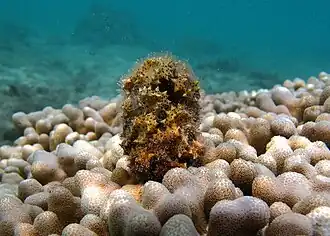 Turbinaire (Turbinaria ornata)