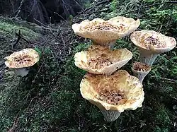 Turbinellus kauffmanii en Alaska.