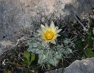Description de l'image turbinicarpus gielsdorfianus.jpg.