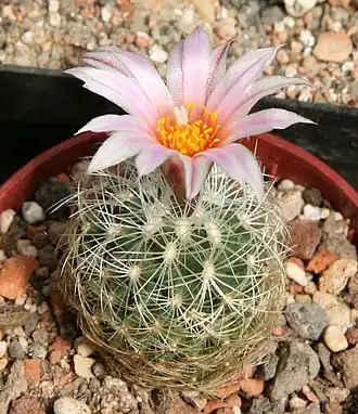Description de l'image Turbinicarpus knuthianus.jpg.