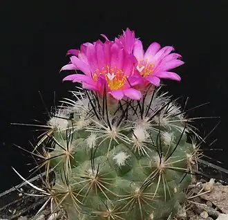 Description de l'image Turbinicarpus viereckii ssp. neglectus, LAU1159 Wiki. neglectus LAU1159-003.JPG.