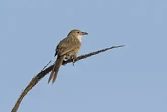 Description de l'image Turdoides altirostris - Iraq Babbler 02.jpg.