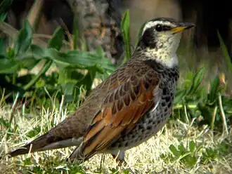 Description de cette image, également commentée ci-après