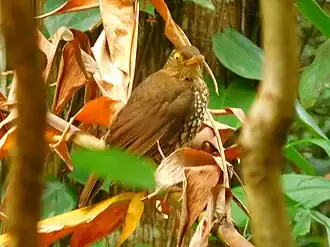 Description de l'image Turdus lherminieri of Guadeloupe.jpg.