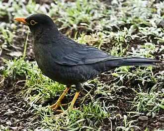 Description de l'image Turdus_simillimus_Coonoor_4.jpg.