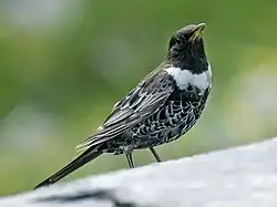 Sous-espèce T. t. alpestris, mâle