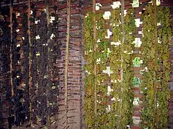 Raisin mis à sécher en grenier à Tourfan.