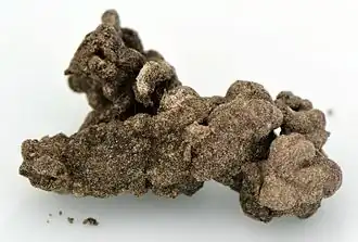 Morceau de turricule de Lombric (longueur : 1&nbsp;cm environ).