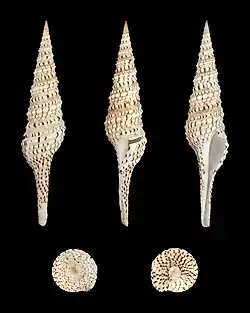 Turris crispa, un Turridae.