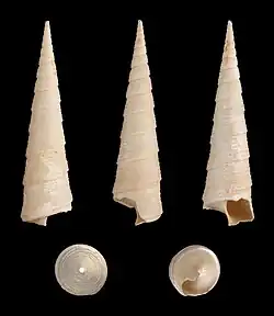 Turritella imbricataria